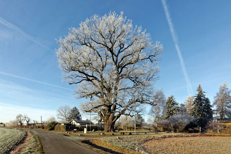 Schwedeneiche bei Weida