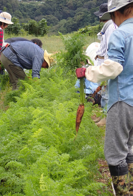 自給のための自然農を学ぶ野菜づくりの農業体験教室・さとやま農学校＠すどう農園