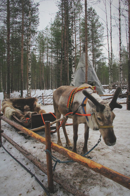 bigousteppes norvège sapmi