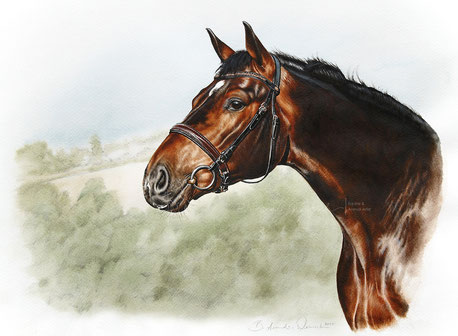 Pferdeportrait nach Foto in Aquarell malen lassen Pferdebild