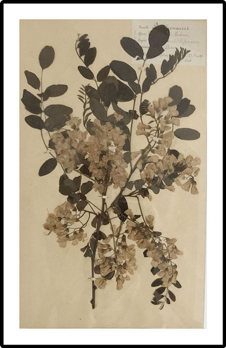 Herbarium, pressed wild flowers botanical, Set of 6 large size French Herbier Folk Art 1890's