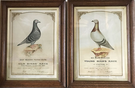 East Reading Flying Club Pigeon Racing 1890's