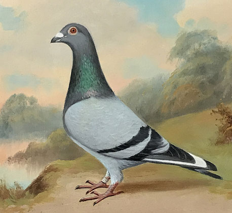 Andrew Beer Portrait Of Blue Cock Prize Winning Racing Pigeon