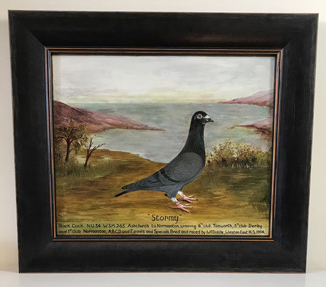 Stormy, a prize winning racing pigeon fok art 