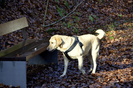 Marley, Labrador-Golden-Retriever -Mix