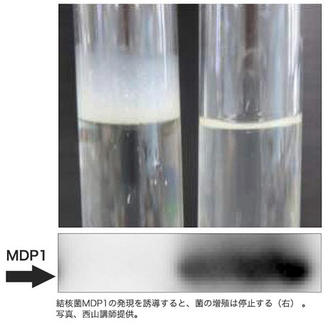 結核菌の増殖制御、休眠現象、長生きのしくみ