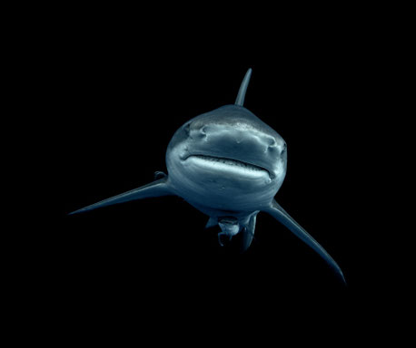 Tauchreise Südafrika