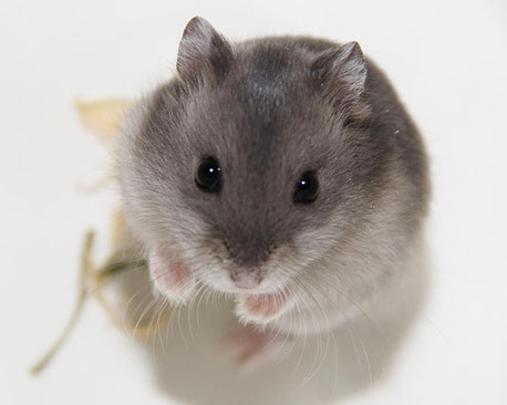 Dsungarischer Zwerghamster (Phodopus sungorus) - Image