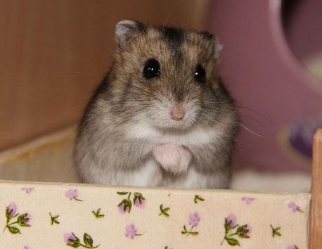 Dsungarischer Zwerghamster (Phodopus sungorus) - Image