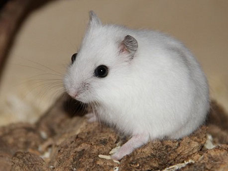 Dsungarischer Zwerghamster (Phodopus sungorus) - Image