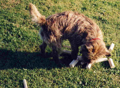 Speedy beim Identifizieren