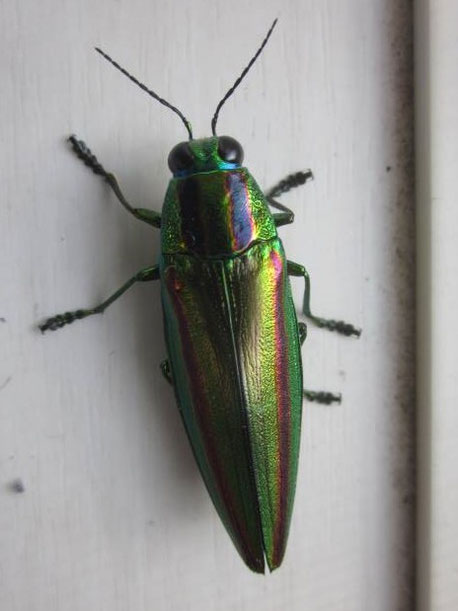 大和玉虫標本 大和玉虫標本 20匹セット