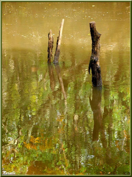 Bois et reflets sur La Leyre, Sentier du Littotal au lieu-dit Lamothe, Le Teich, Bassin d'Arcachon (33)