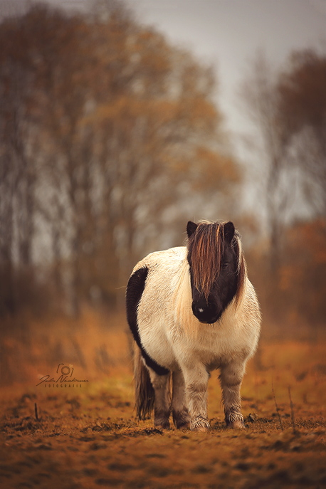 Dänemark_Shetlandpony_Pferd_Fotografin Julia Neubauer_die Roadies