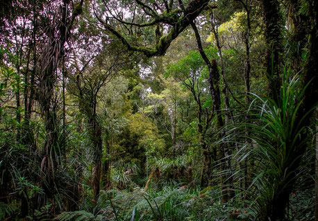 Waipoua-Regenwald in Neuseeland [© Foto: Dr. G. Strobel]