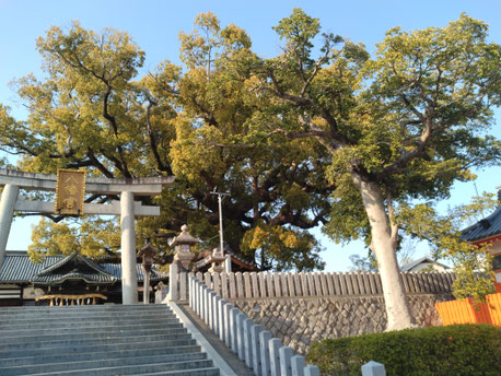 堺、百舌鳥八幡宮の大楠