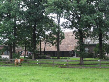 FERME HOLLANDAISE REGION DE NIEUWLEUSEN