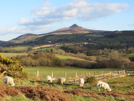 Ausblick aus unserem Zimmer auf die Wicklow Mountains.