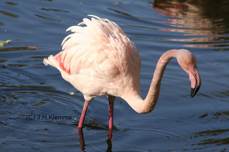 Rosaflamingo (Phoenicopterus roseus) Adulter Vogel im Freigehege des Kölner Zoos [Oktober]