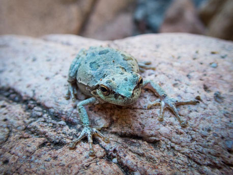 Gute Tarnung kleiner Frosch