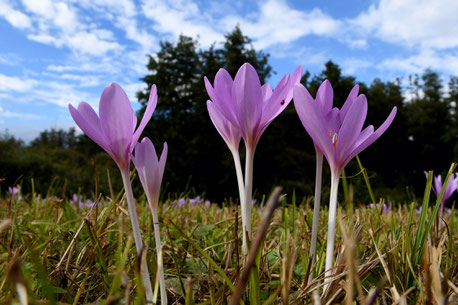 Foto: NABU Büttelborn (or)