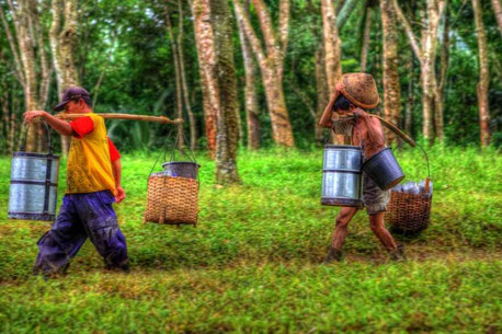Tlogo Plantation & Coffee Estate