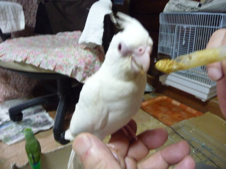 福岡手乗りインコ小鳥販売店ペットミッキンに手乗りアルビノオカメインコが仲間入りしました。