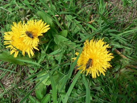 Löwenzahn Blüte Bienen Honig