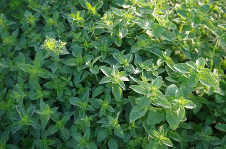 Majoran Dost Oregano Küchenkraut