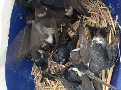 Eine Box mit hungrigen Mehlschwalben