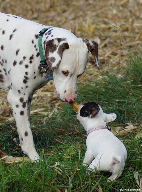 Somora´s Juniper Dream meine Maisstaude French Bully Connection´s Eivy kämpft Oktober 2015 