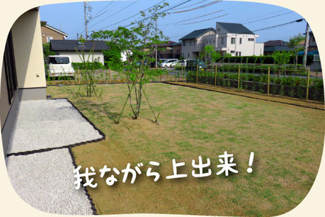 庭の芝生張り 張り替え工事 浜松 湖西 磐田 豊橋 門西造園 庭の芝生張り 張り替え工事 浜松 湖西 磐田 豊橋 門西造園