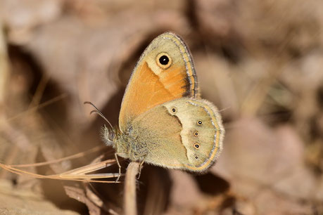 C. fettigii inframaculata, mâle, Djebel Tisirene, Rif occidental, , 2018, ©Frédérique Courtin-Tarrier