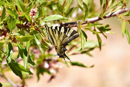 I. feisthamelii lotteri f. maura, femelle, région d'Igherm, Anti-Atlas sud-occidental, 2018, ©Frédérique Courtin 
