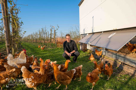 Hühner, Landwirtschaft, Obstanbau, Obstplantagen, York, Fotografie ,