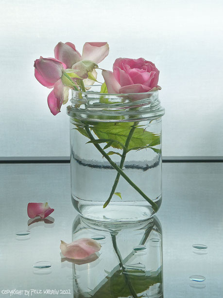 Gartenrosen, Rosen, Blumen, rosa, Blüten, Stillleben, Fotografie, fineART, Schraubglas, Wasser, Wassertropfen, Blütenblätter,© by Pelz Kreativ 2022, Juli, Sommer,