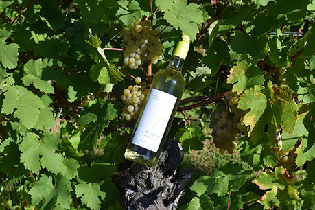 Wein für die lichterzellen.
