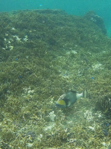 繁殖期には危険なゴマモンガラ