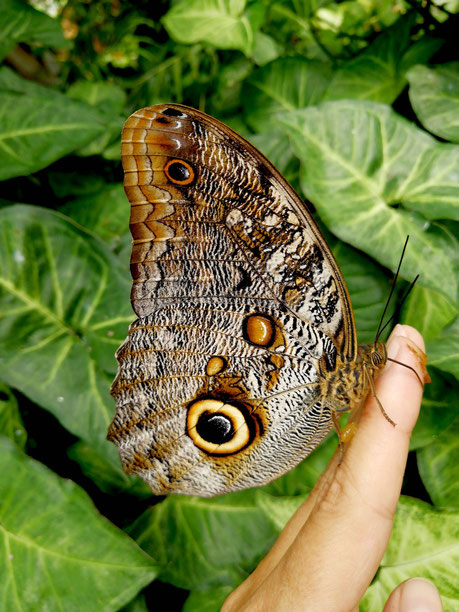 Ecuador - Schmetterlingsfarm in Mindo