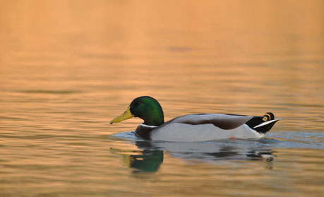 Canard colvert