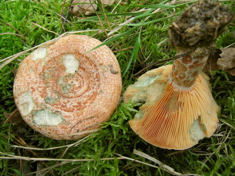 Echter Reizker (Lactarius deliciosus),essbar