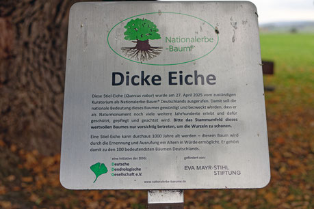 Eiche Groß Schneen
