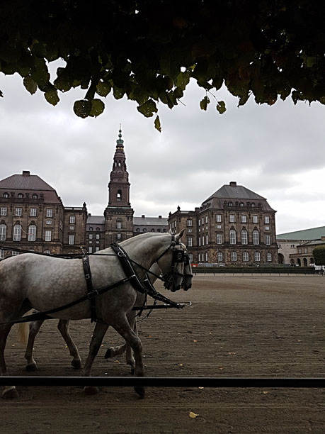 Training der Kutschpferde vor Schloss Christiansborg
