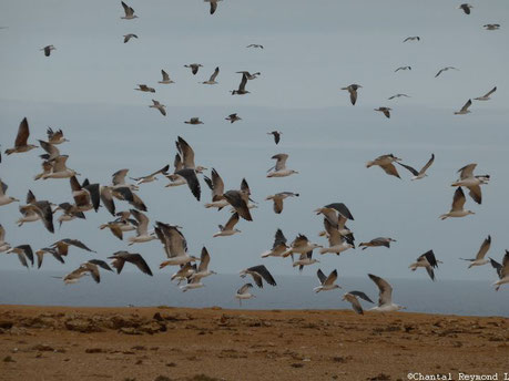 Envol d'oiseaux dans le ciel, des goelands au dessus du sable et océan en fond