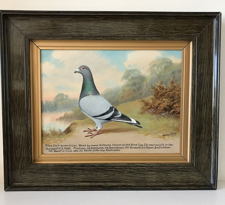 Andrew Beer Portrait Of Blue Cock Prize Winning Racing Pigeon