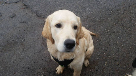 Collin, Golden Retriever 