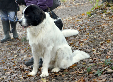 Bolle, Landseer 