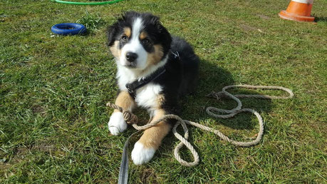 Sidney, Australian Shepherd 