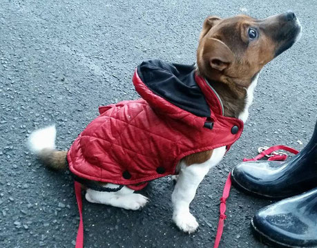 Lucky, Jack Russell Terrier 