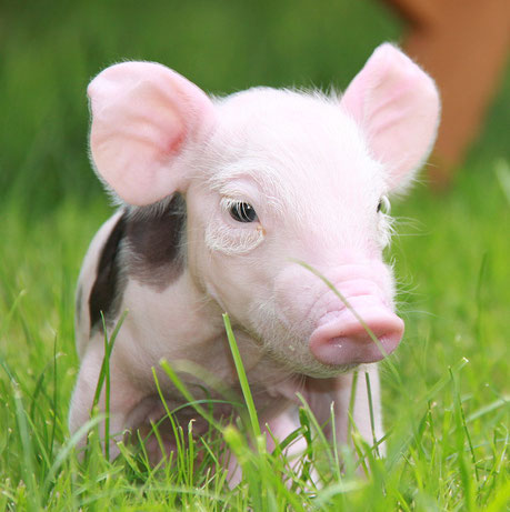 Ferkel im Gras